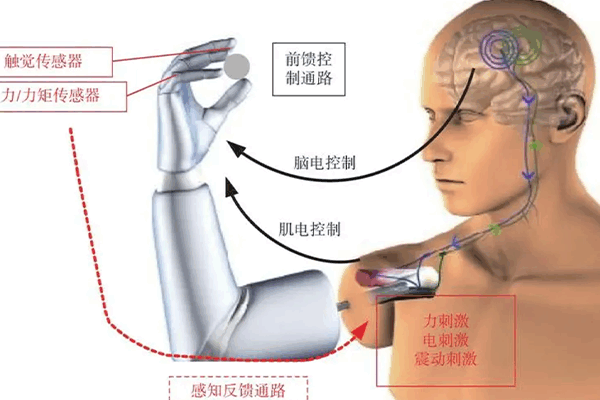 表面肌电图：如何通过肌肉电信号了解人体状态?